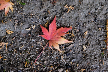 autumn maple leaf  fall forest