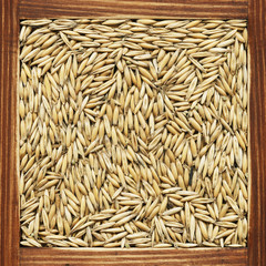 Oat, collection of products