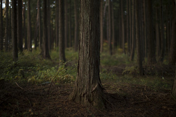 Cypress forests