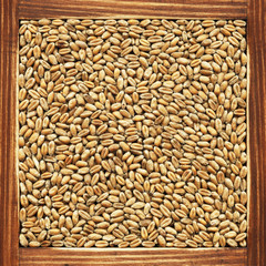 Wheat, collection of products
