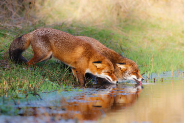Drinking foxes