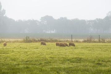 Sheep grazing in a dutch meadow on a misty morning
