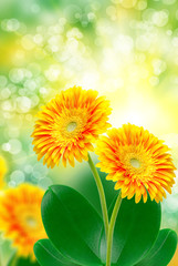 Obraz premium gerber flower