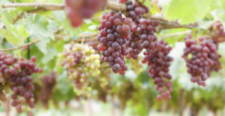 Fresh grapes