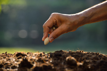 Farmer's hand planting a seed in soil - Powered by Adobe
