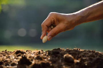 Fotobehang Farmer's hand planting a seed in soil © amenic181