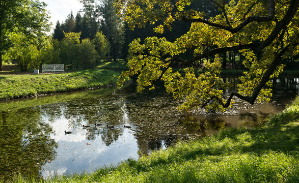 Ducks in Upper ponds of Catherine Park