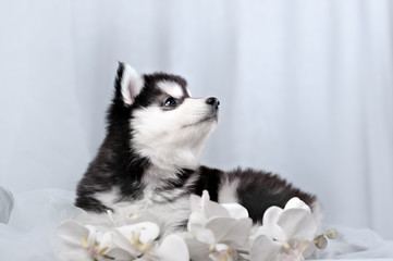 gentle puppy husky and orchids