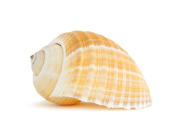 Sea shell