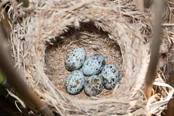 Obraz premium Nest. Great Reed Warbler (Acrocephalus arundinaceus).