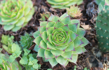 Cactus