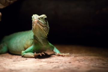 lizard