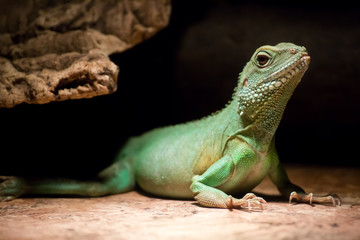 lizard