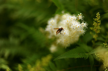 bee collects pollen