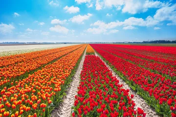 Fotobehang Beautiful rows of red and orange tulip field © Sergey Novikov