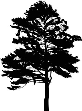 isolated black high tree