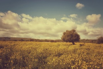 Fototapeta na wymiar Prato con fiori gialli albero e nuvole nel cielo vintage