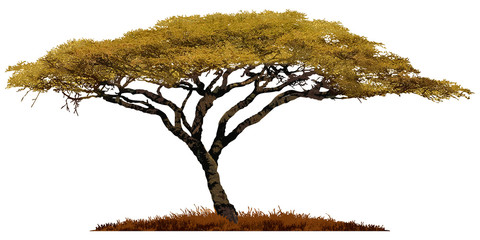 African Acacia tree isolated on white background.