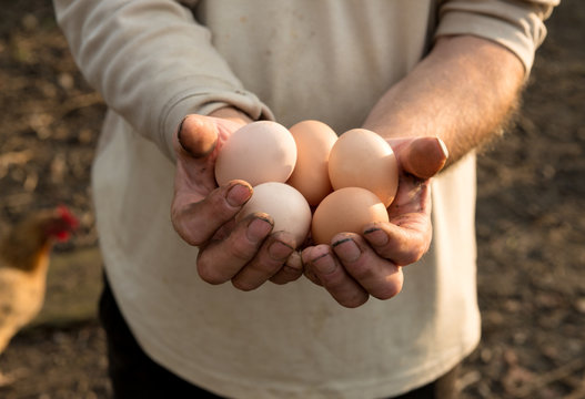 Farmer with fresh organic eggs