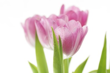 Tulpen Freisteller Rosa