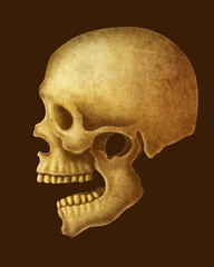 illustration of Human Skull.