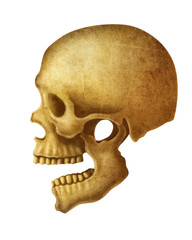 Obraz premium illustration of Human Skull.