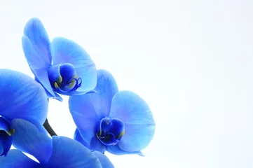 Papier Peint photo Lavable Orchidée Blue flower orchid