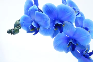 Deurstickers Orchidee Blue flower orchid