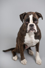 Boxer dog in a studio