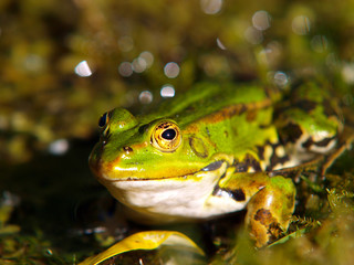 Goldenes Auge