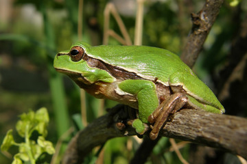 green frog Hyla arborea