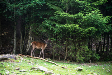 Roe deer doe standing in the forest
