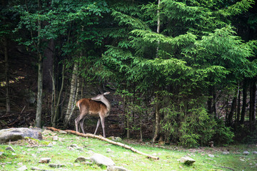 A female deer grazes in woodland