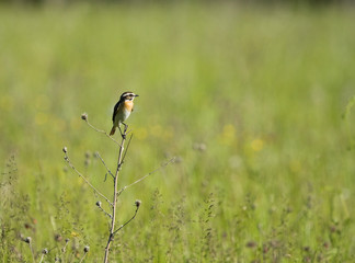 Whinchat on branch of burdock 