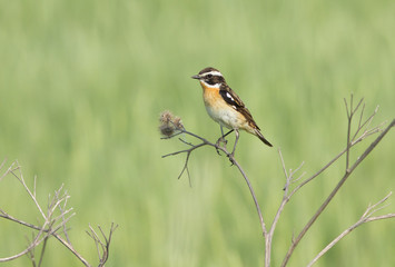 Whinchat on branch of burdock 