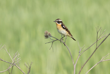 Whinchat on branch of burdock 