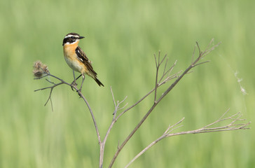 Whinchat on branch of burdock 