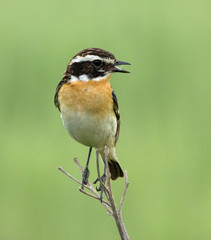 Fototapeta premium Whinchat on the branch 