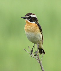 Whinchat on the branch 