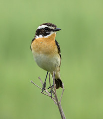 Whinchat on the branch 