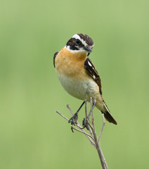 Fototapeta premium Whinchat on the branch 