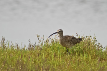chiurlo piccolo (Numenius phaeopus)
