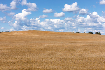 Yellow field on a background of blue sky with clouds