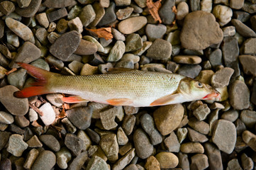 Raw fish
