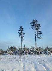 высокие сосны на фоне голубого неба © Dannataly