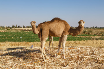 Camels in Fayoum
