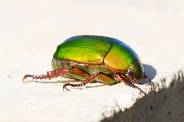 Beetle or Metallic Wood-boring (Buprestid) on white block backgr