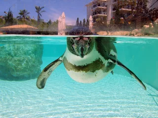 Plexiglas foto achterwand pinguïn © guinevra