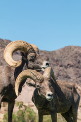Pair of Desert Bighorn Sheep Rams