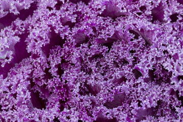 violet lettuce closeup shot